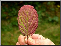 Arboretum (Weltwald) bei Bad Grund im Harz