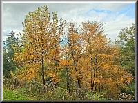 Arboretum (Weltwald) bei Bad Grund im Harz