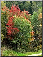 Arboretum (Weltwald) bei Bad Grund im Harz