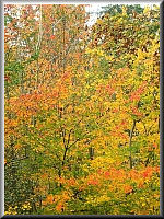 Arboretum (Weltwald) bei Bad Grund im Harz