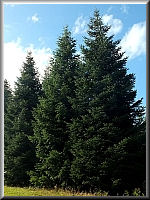 Arboretum (Weltwald) bei Bad Grund im Harz