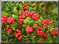 Arboretum (Weltwald) bei Bad Grund im Harz
