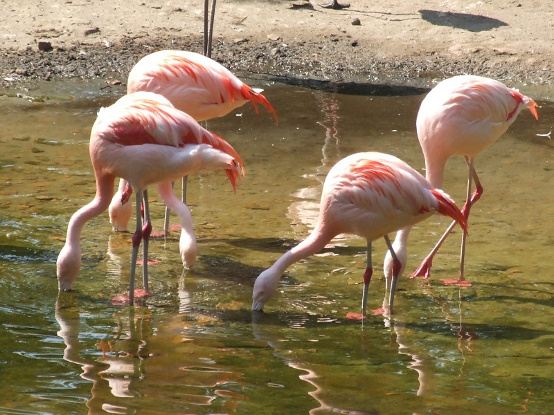 Flamingos im Zoo Hannover