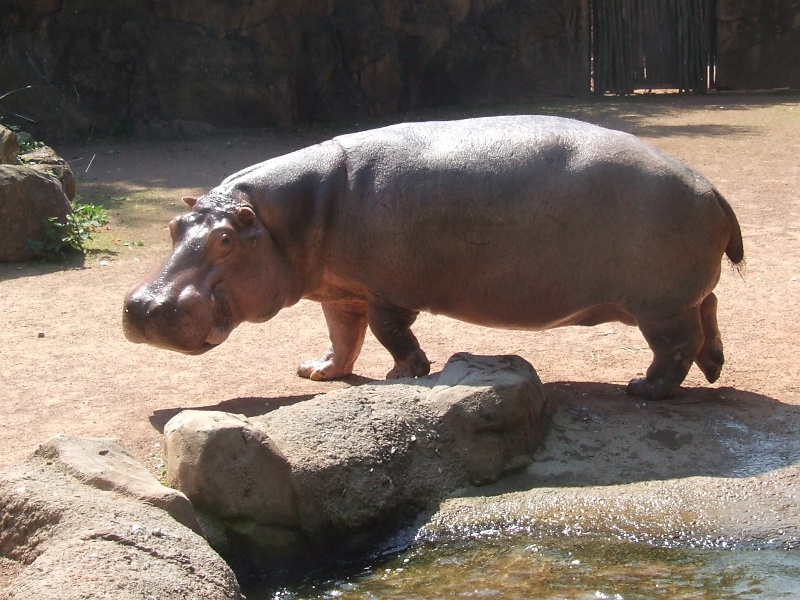 Flusspferde im Zoo Hannover