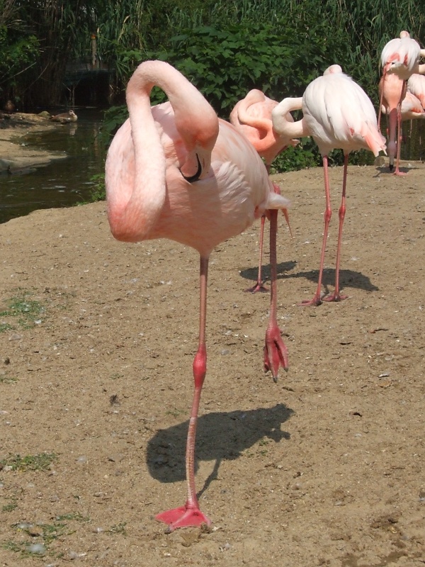 Flamingos im Zoo Hannover
