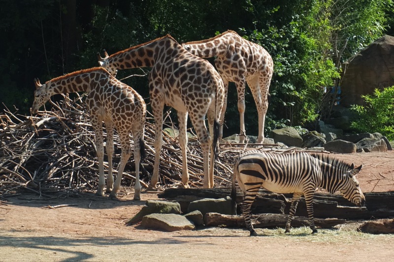 Giraffen im Zoo Hannover