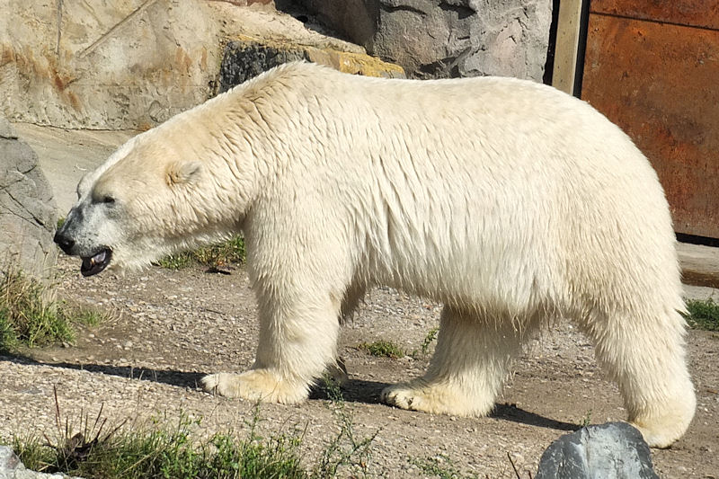 Eisbären im Zoo in Hannover
