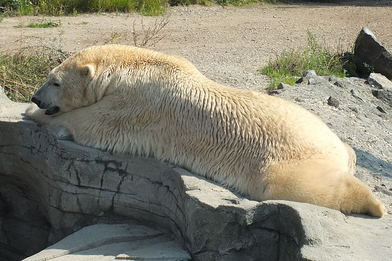 Eisbären im Zoo in Hannover