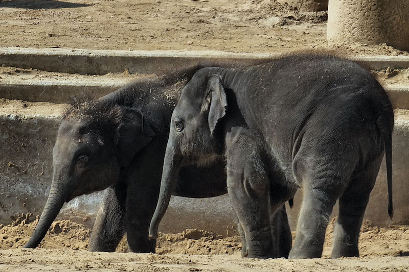 Junge Elefanten im Zoo in Hannover