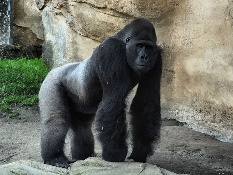 Ausgewachsener Gorilla (Silberrücken) im Zoo in Hannover