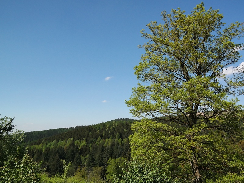 Arboretum (Weltwald) bei Bad Grund im Harz