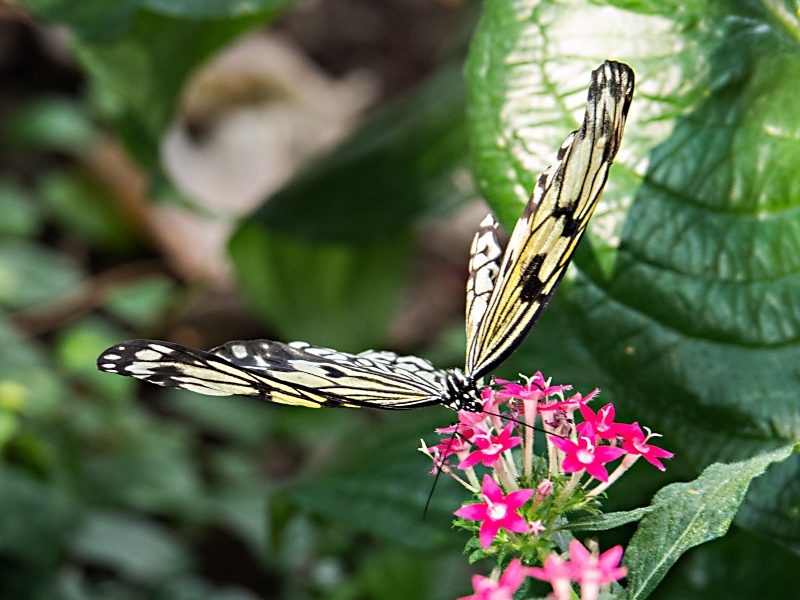 Schmetterlinge in den Herrenhäuser Gärten