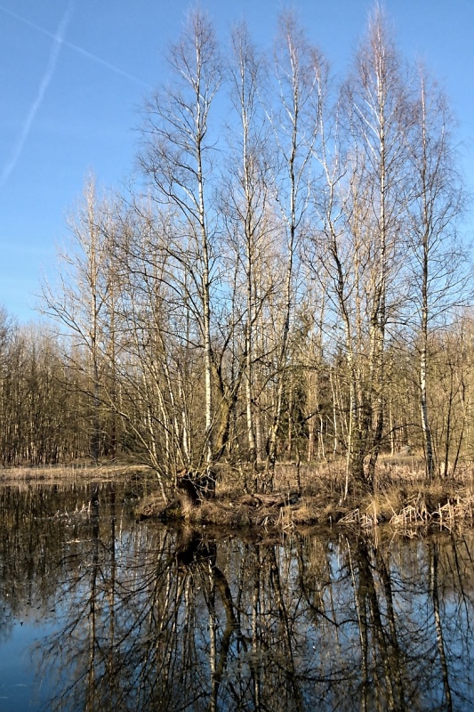 Ziegeleiteich im Oderwalde