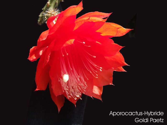 Aporocactus-Hybride Goldi Paetz