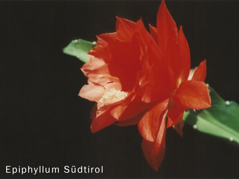 Epiphyllum-Hybride