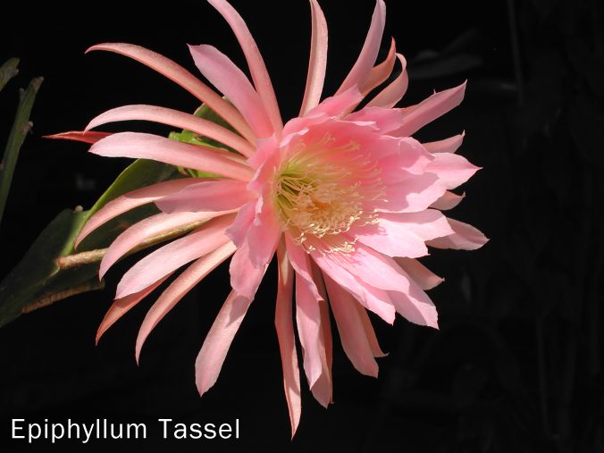 Epiphyllum Tassel