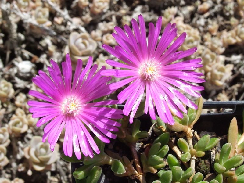 Delosperma John Proffitt