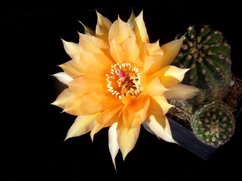 Echinopsis-Hybride A61 Aprodite