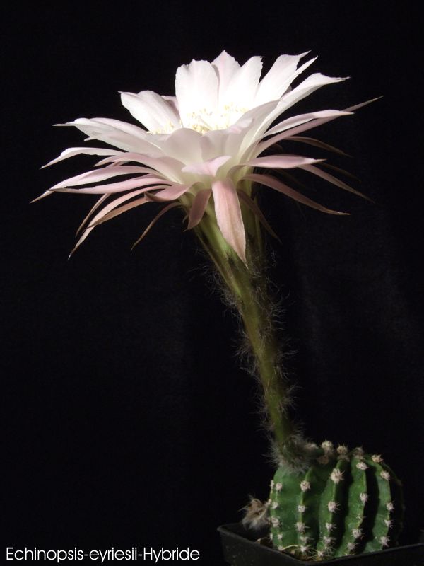 Echinopsis-eyriesii-Hybride