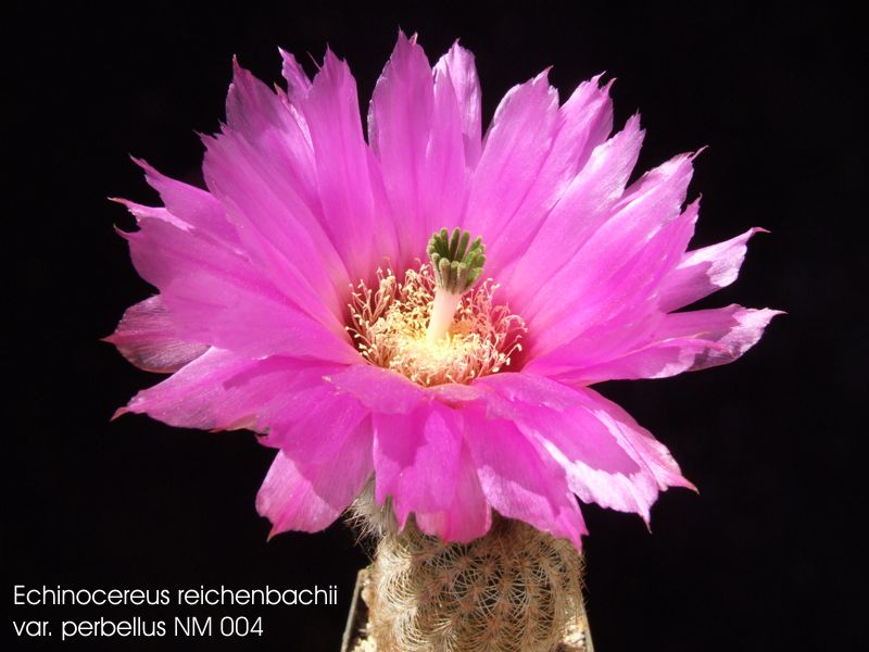 Echinocereus reichenbachii var. perbellus NM 004