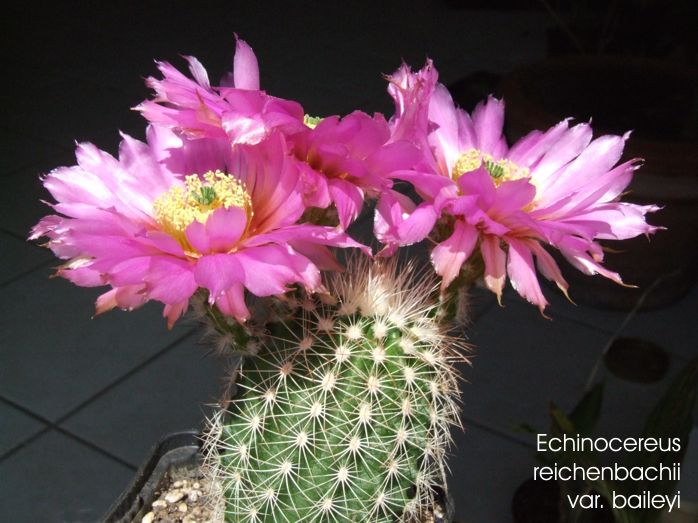 Echinocereus reichenbachii var. baileyi