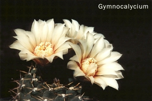 Gymnocalycium
