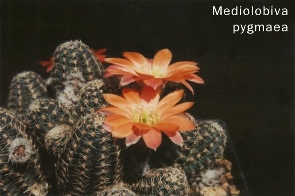 Mediolovia pygmaea