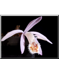 Pleione Tsingtau