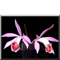 Pleione Wharfedale 'Pine Warbler'