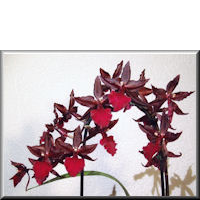 Colmanara Massai Red