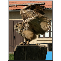 Uhu bei einer Flugschau mit Greifvögeln auf Burg Falkenstein