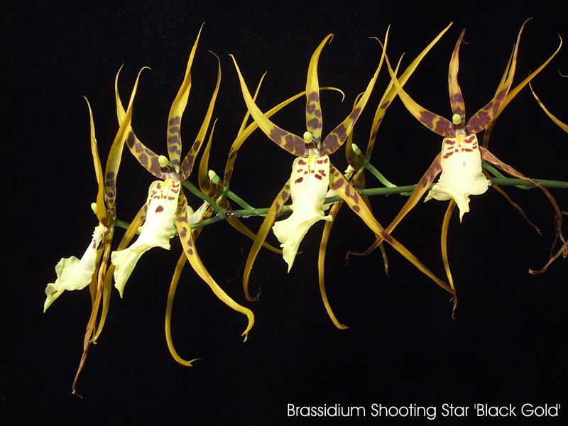 Brassidium Shooting Star 'Black Gold'
