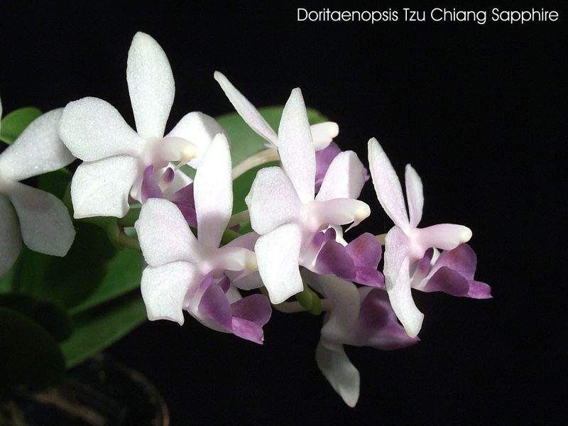 Doritaenopsis Tzu Chiang Sapphire