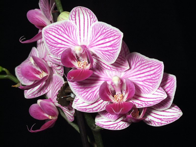 Phalaenopsis-Mini-Hybride