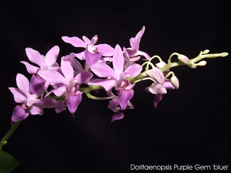 Doritaenopsis Purple Gem 'blue'