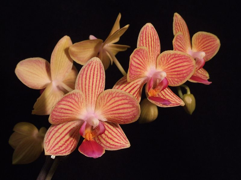 Phalaenopsis-Mini-Hybride