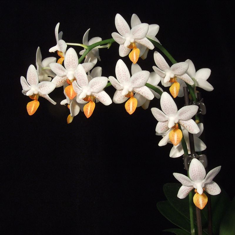 Phalaenopsis Mini Mark