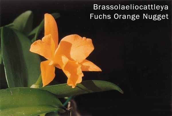 Brassolaeliocattleys Fuchs Orange Nugget