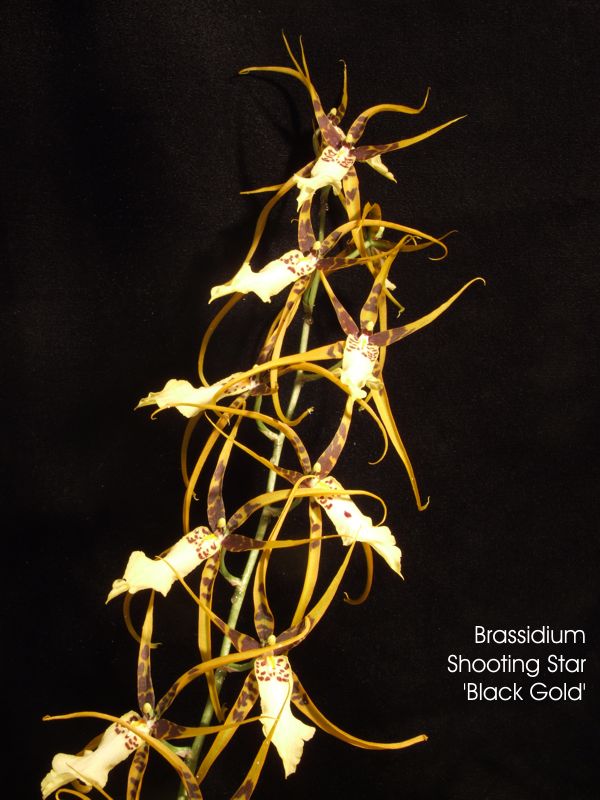 Brassidium Shooting Star 'Black Gold'