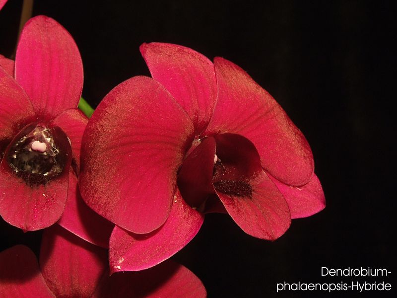 Dendrobium-phalaenopsis-Hybride