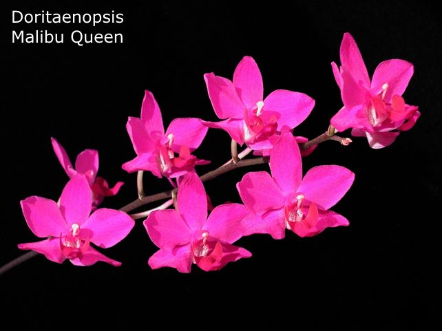 Doritaenopsis Malibu Queen