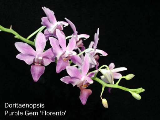 Doritaenopsis Purple Gem 'Florento'