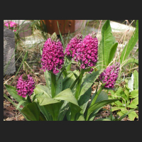 2005-06_Dactylorhiza-maculata-Hybride_Lux.jpg