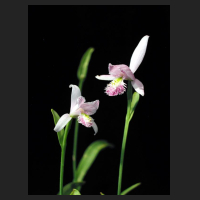 2006-06_Pogonia_ophioglossoides.jpg
