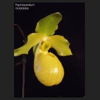2010.04_paph_golddollar.jpg