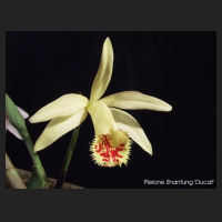 2010.04_pleione_shantung_ducat.jpg