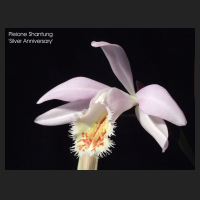 2010.04_pleione_shantung_silver_anniversary.jpg