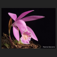2011-02_pleione_barcena.jpg