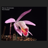 2011-02_pleione_wharfedale.jpg