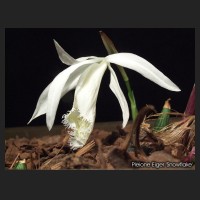2011-03_pleione_eiger.jpg